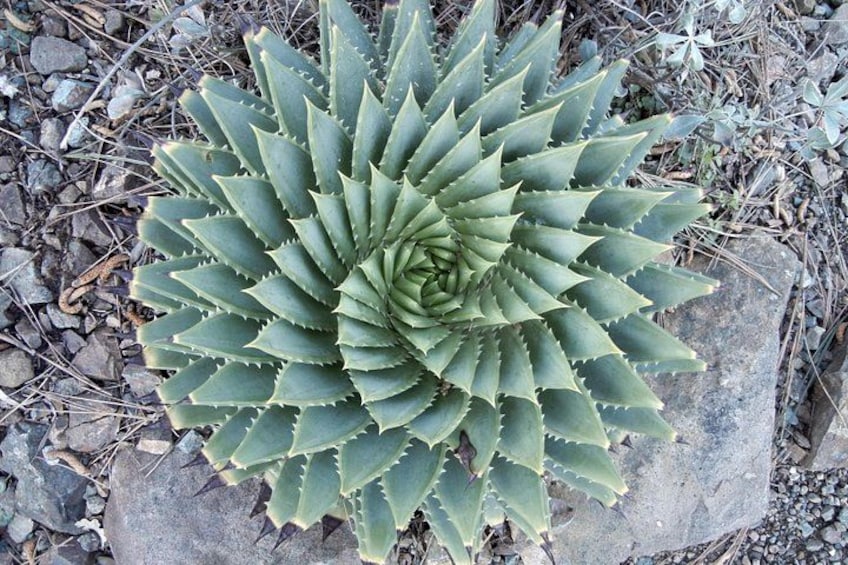 Ruth Bancroft Garden General Admission Ticket 2