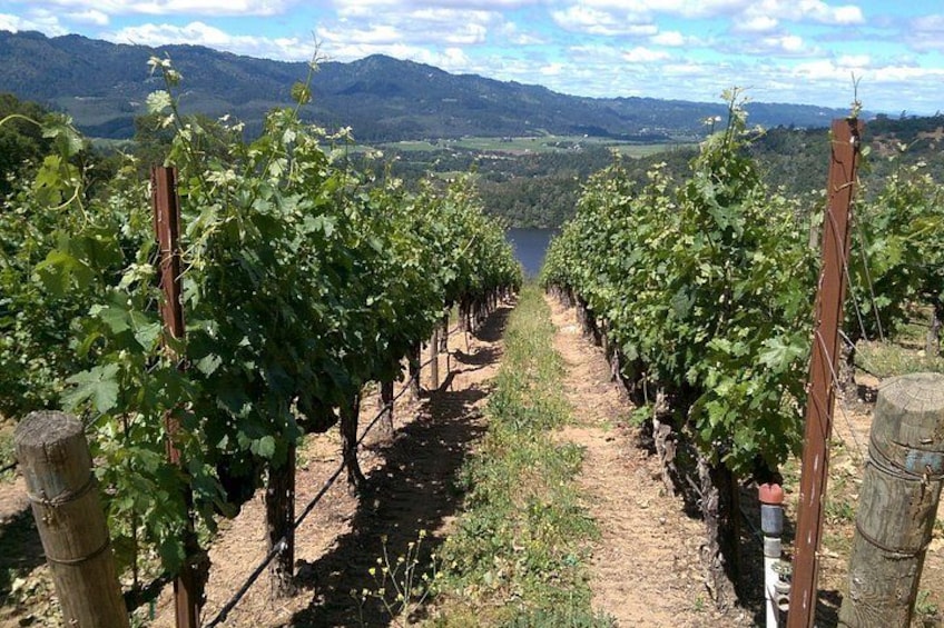A vineyard with rows of grapevines extending towards a valley. 2