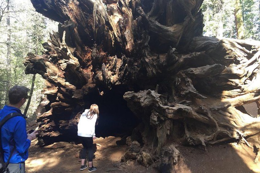 Giant Sequoia Add on 3