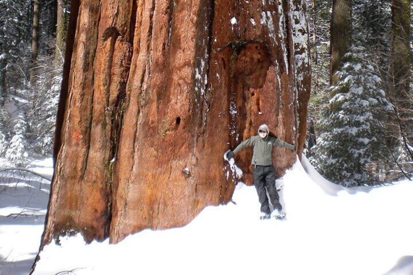 Giant Sequoia Add On