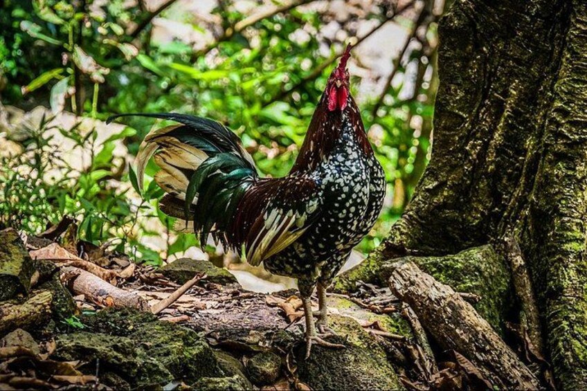 Local residents of Uluwehi Falls 5