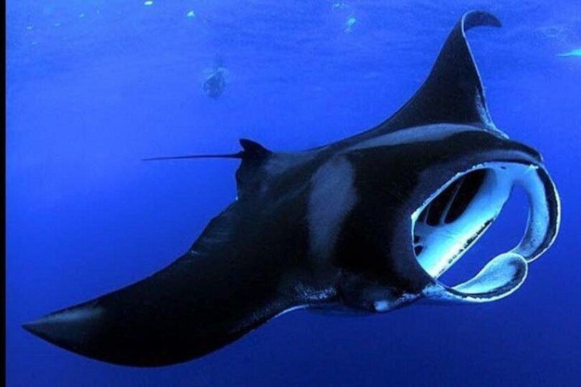 Big Island Manta Ray Night Snorkel 2
