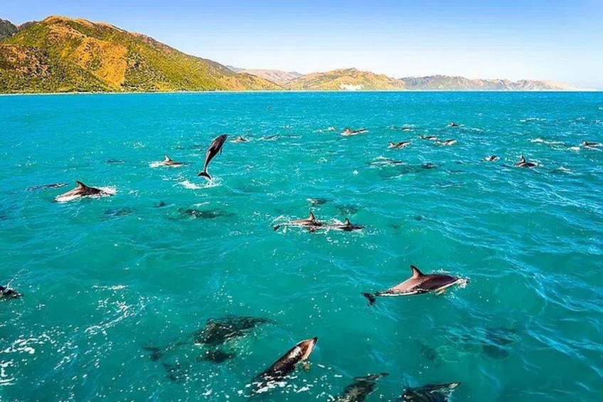 Eine Gruppe von Delfinen schwimmt in klarem, blauem Wasser vor einer bergigen Landschaft. 1