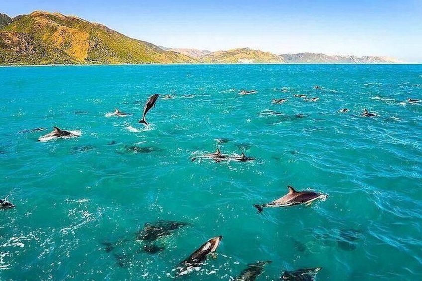 A group of dolphins swimming in clear turquoise water with a mountainous landscape in the background. 1