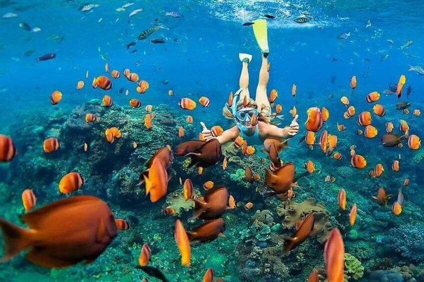 Kona Snorkel Tour: Captain Cook Reef Snorkel, Dolphin & Sea Caves 2