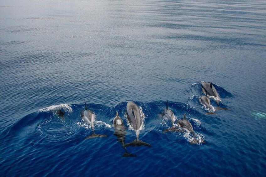 Kona Snorkel Tour: Captain Cook Reef Snorkel, Dolphin & Sea Caves 3