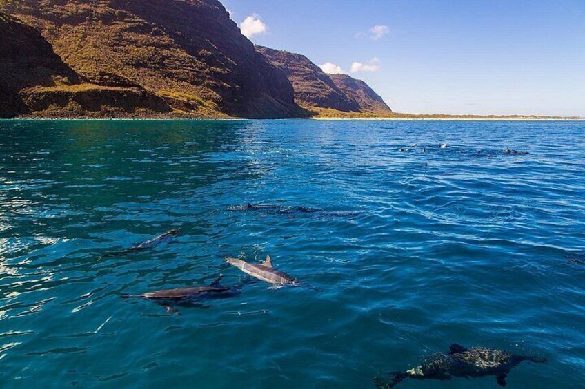 Kona Snorkel Tour: Captain Cook Reef Snorkel, Dolphin & Sea Caves 4