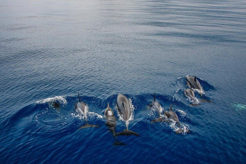 Kona Snorkel Tour: Captain Cook Reef Snorkel, Dolphin & Sea Caves 3