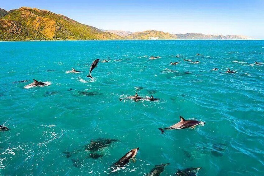 Dolphins swimming in a turquoise sea with mountains in the background. 1