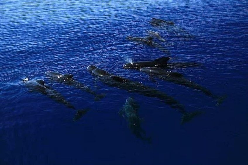 Kona Snorkel Tour: Captain Cook Reef Snorkel, Dolphin & Sea Caves 3