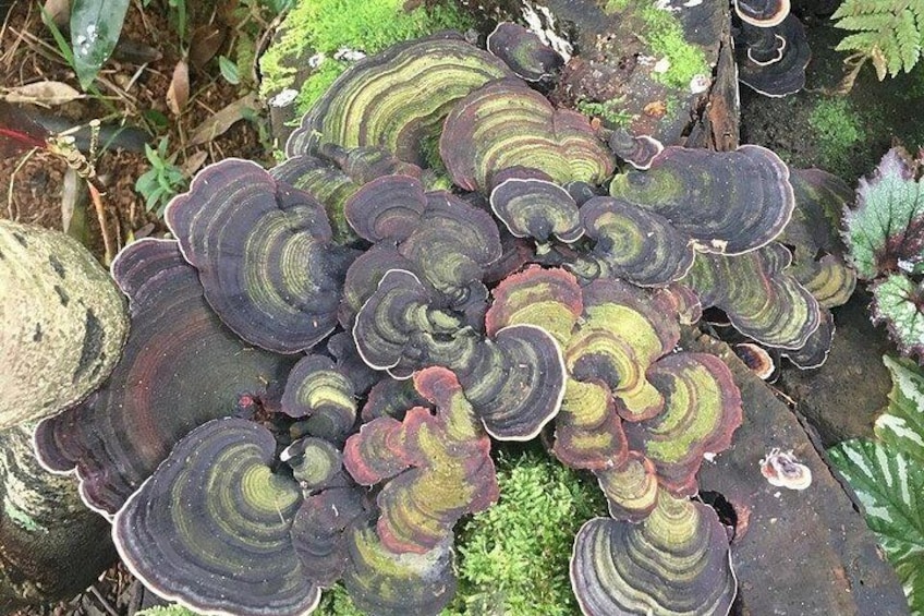 A cluster of fungi with concentric rings on a mossy log. 5