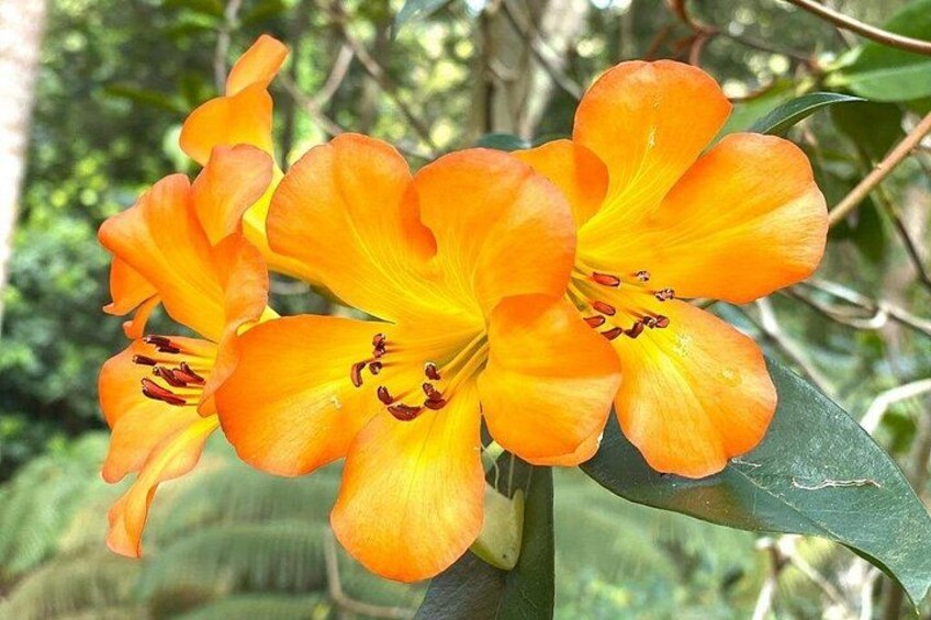 Princeville Botanical Gardens Tour and Chocolate Tasting Ticket 3