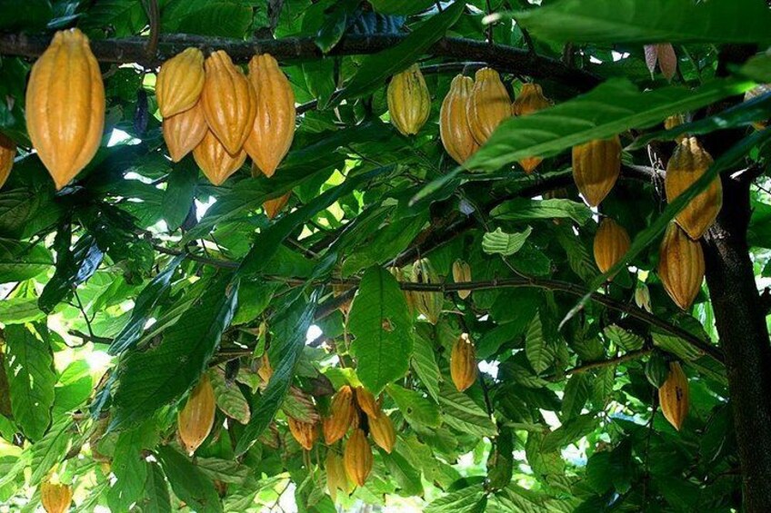 Ripe cacao before chocolate tasting 3