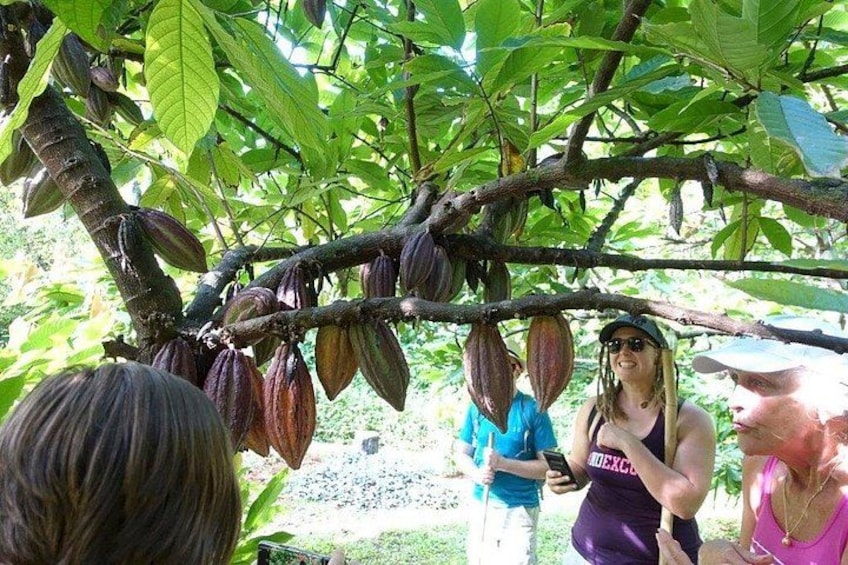 Princeville Botanical Gardens Tour and Chocolate Tasting Ticket 2