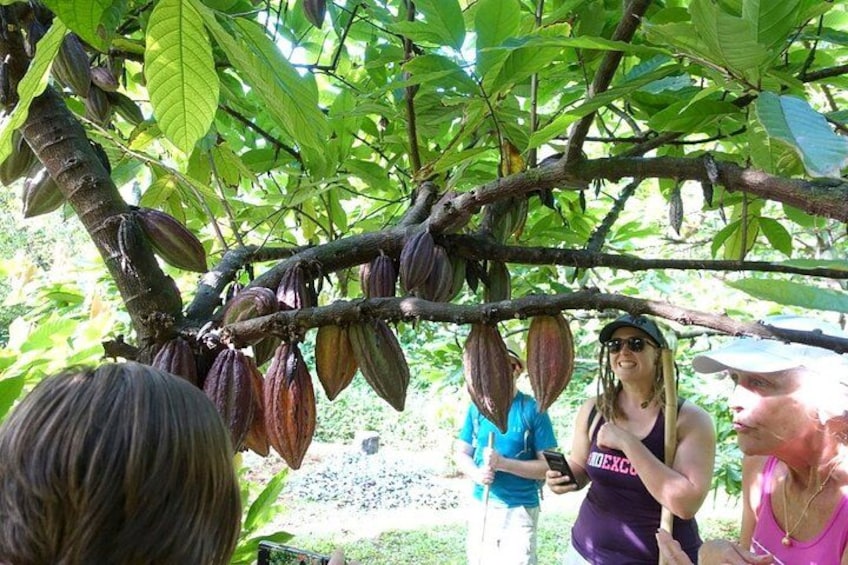 A group of people standing under a tree with large pods hanging from the branches. 2