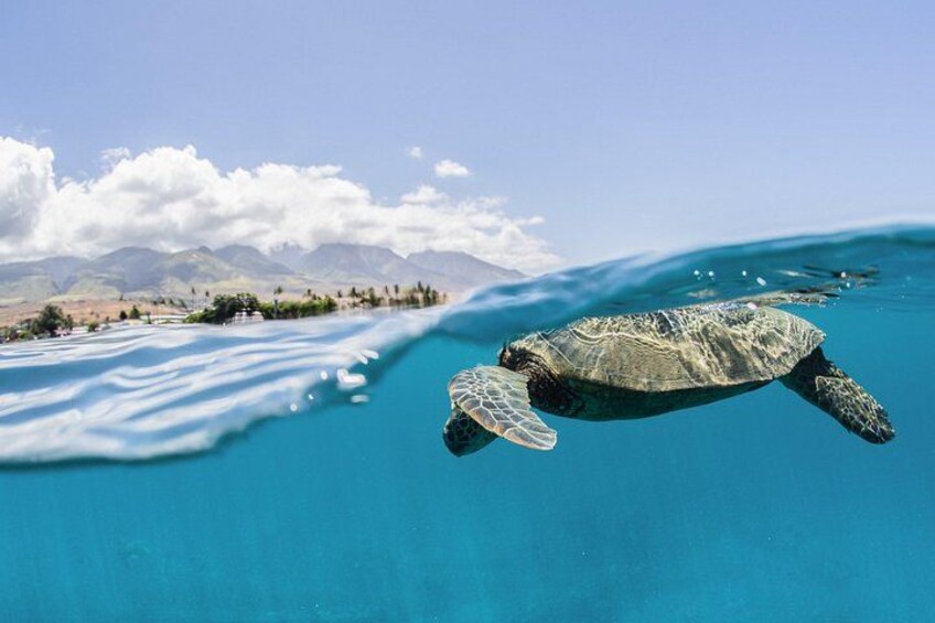 Turtle coming up for air 2
