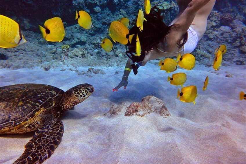 Get up close and personal with amazing Hawaiian wildlife! 2