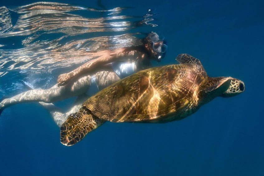 HONU! 4