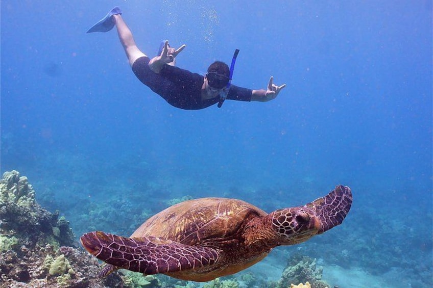 Turtle Shaka 4