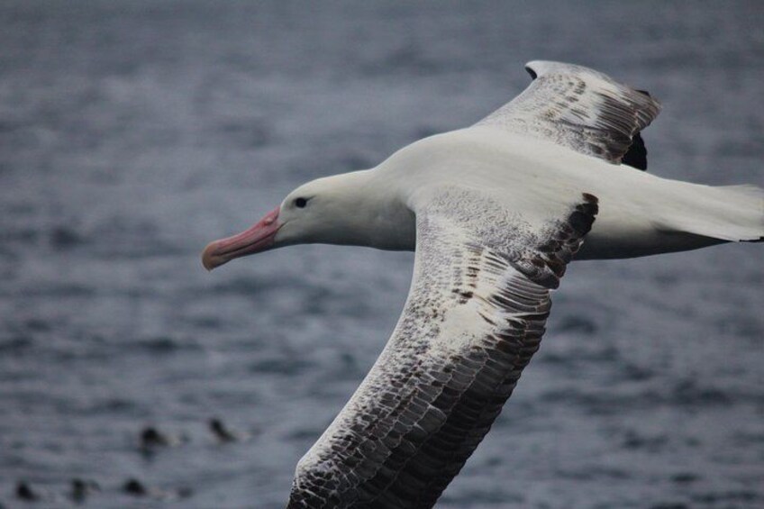 A large bird with a long neck and beak flying over water. 2