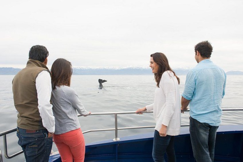 Whale watching in Kaikoura 3