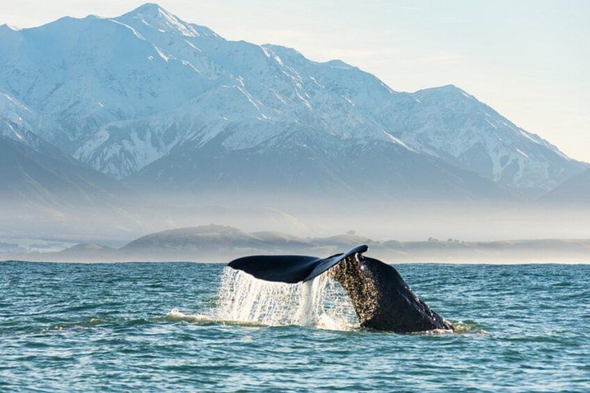 A whale breaching with a mountainous backdrop. 1