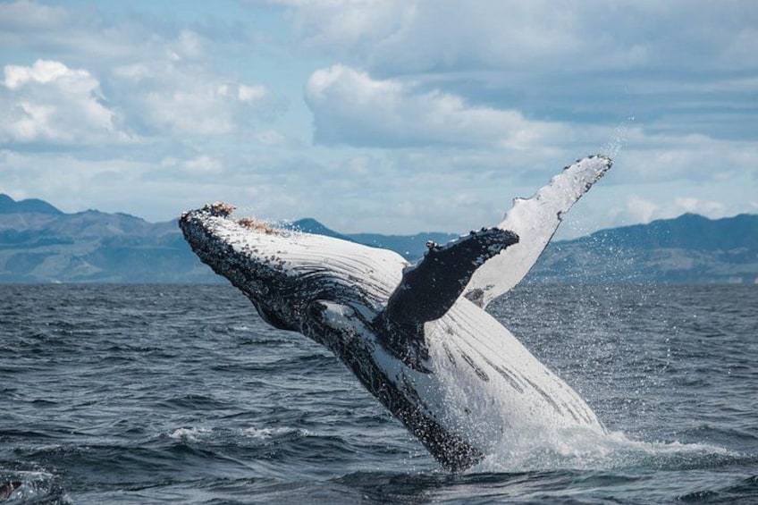 Breaching Humpback whale 3
