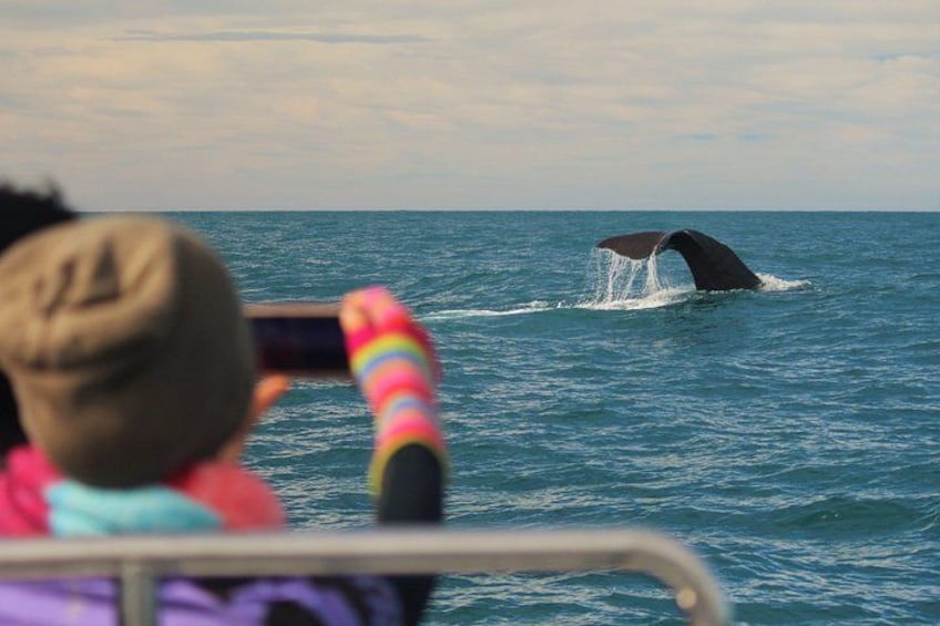 Een walvis duikt uit de oceaan, met een persoon op de voorgrond die een camera vasthoudt. 3