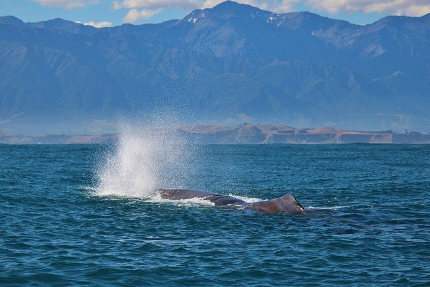 Een walvis springt uit de oceaan, met bergen op de achtergrond. 2