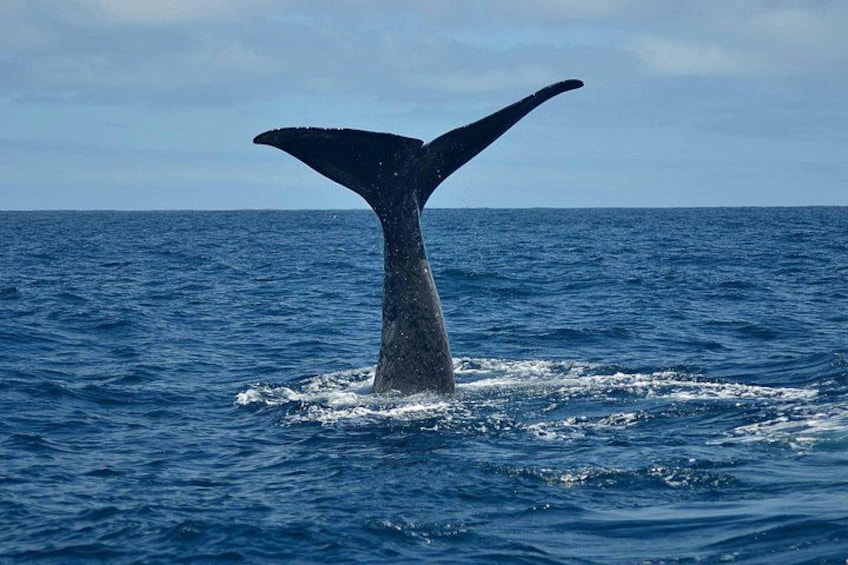 Semi-residential Sperm whale 2