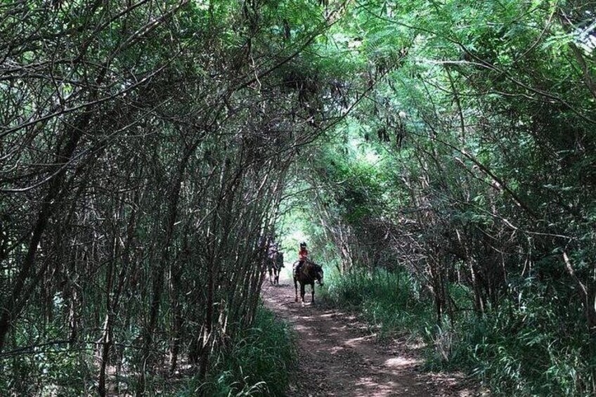 West Maui Mountain Waterfall and Ocean Tour via Horseback 2