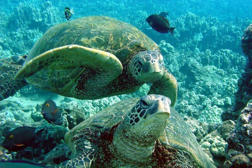 Makena Turtle Town Eco Adventure in Maui 1