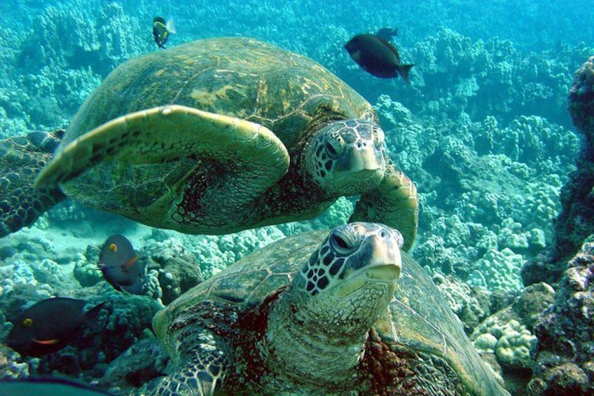 Een zeeschildpad zwemt langs een koraalrif, samen met andere vissen. 5