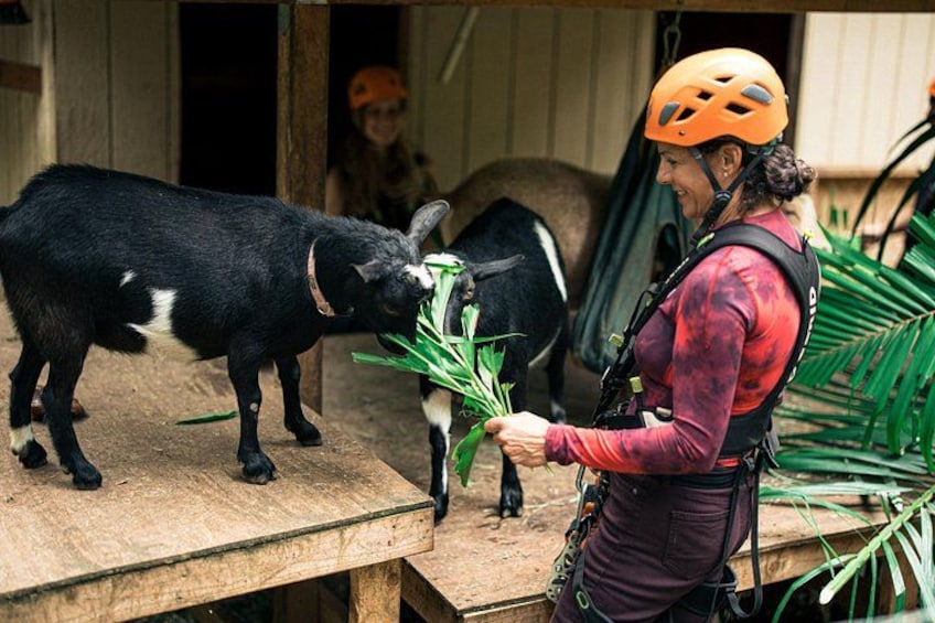 Maui Zipline Eco Adventure: 8 Lines through the Jungle 3