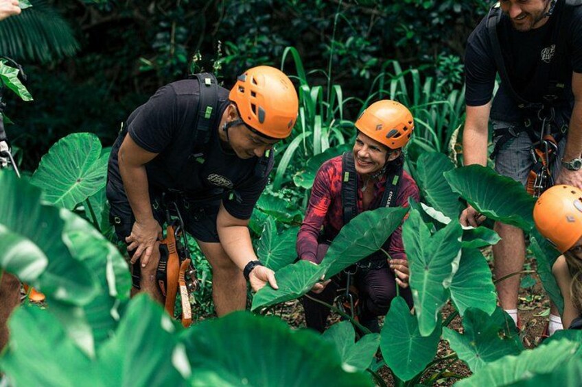 Maui Zipline Eco Adventure: 8 Lines through the Jungle 3