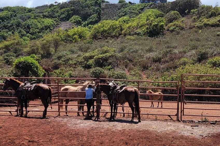 Maui Horseback Adventure at Circle M Ranch With Real Cowboys 2