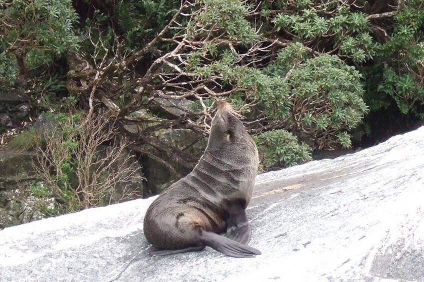 A seal sitting on a rock with trees in the background. 4