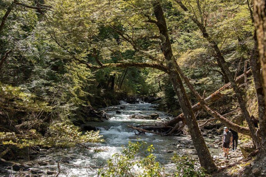 A forested stream with a person standing on the bank. 4