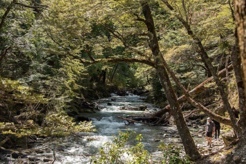 Mt Aspiring Jet Boat & Wilderness Walk - Small-Group, Wanaka 4