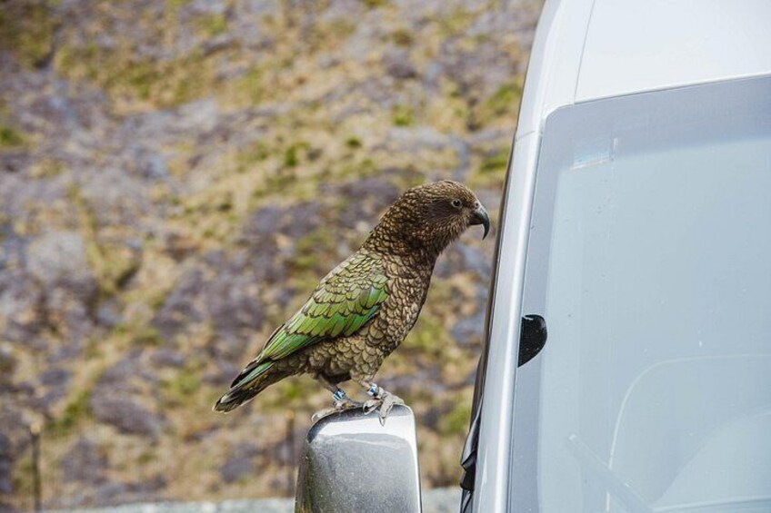 Meet the local cheeky kea birds 3