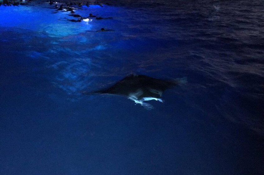 Glow of the Deep: Night Snorkeling with Manta Rays 4