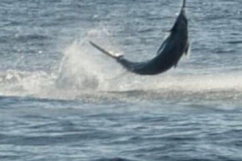 Kona Hawaii Per Person Shared Fishing with Bite Me Sportfishing 4