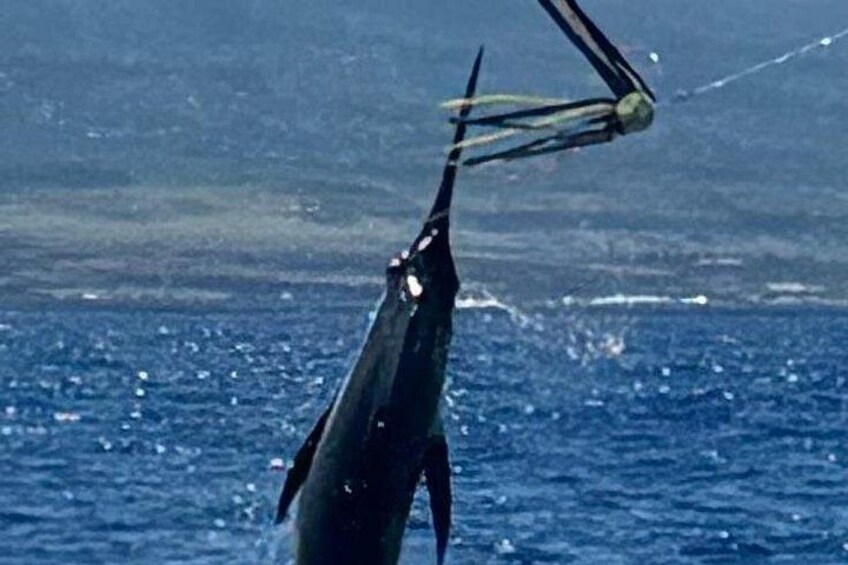 Kona Hawaii Per Person Shared Fishing with Bite Me Sportfishing 3