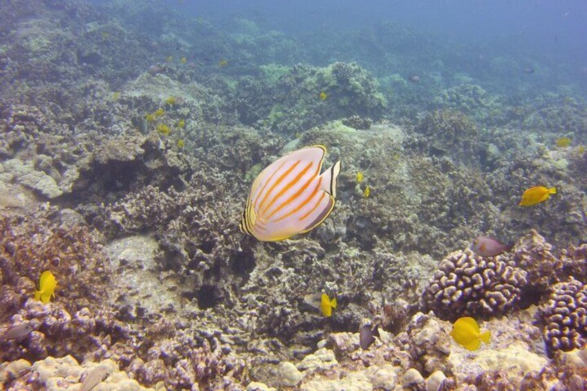 Clown butterfly fish and yellow tangs 5