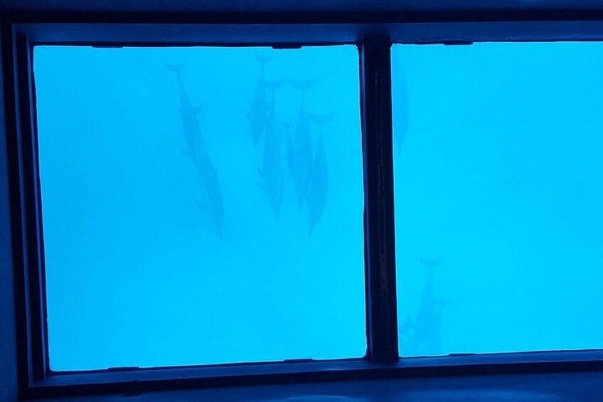 Dolphins under glass 4