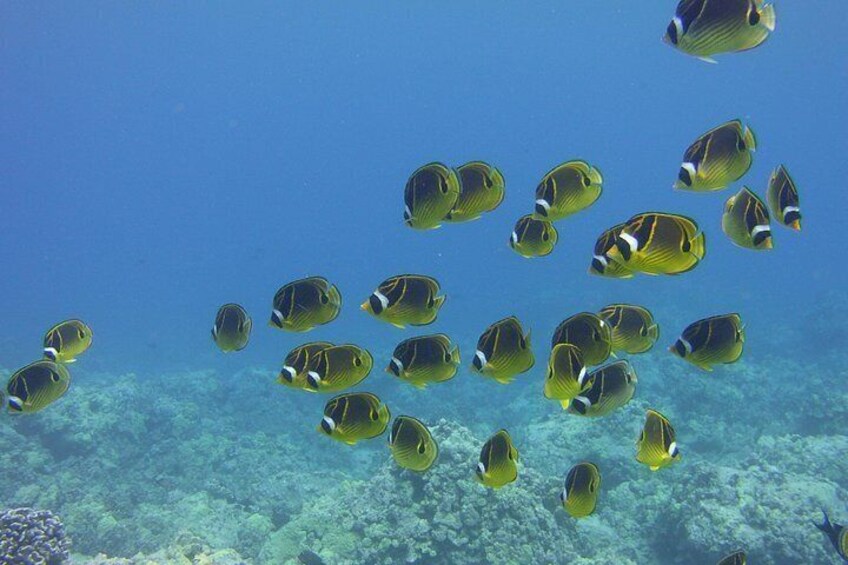School of Fish 5