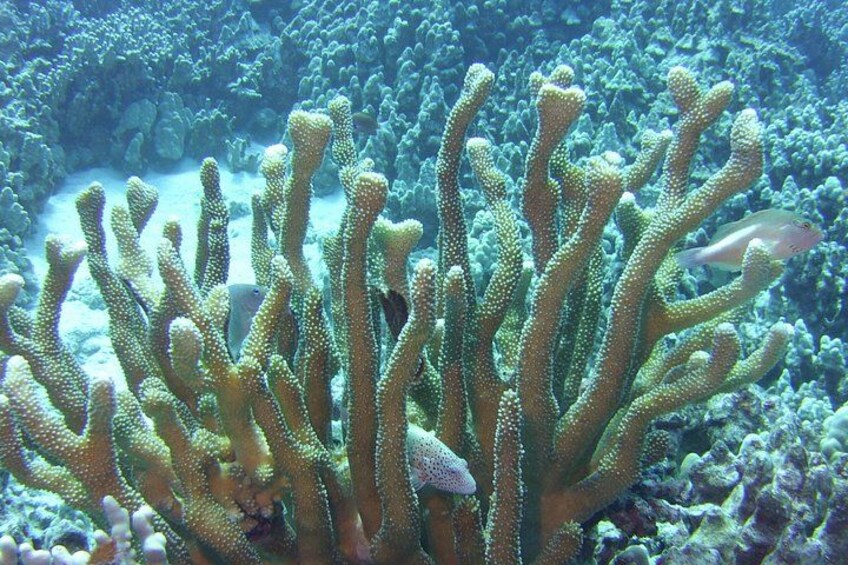 Learn about Hawaii's Coral reef ecosystem 1