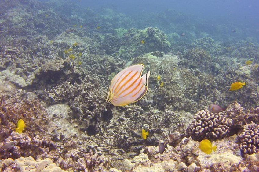 Clown butterfly fish and yellow tangs 4