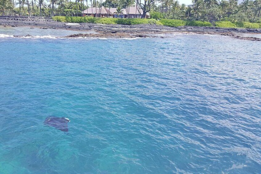 Manta Ray! 2