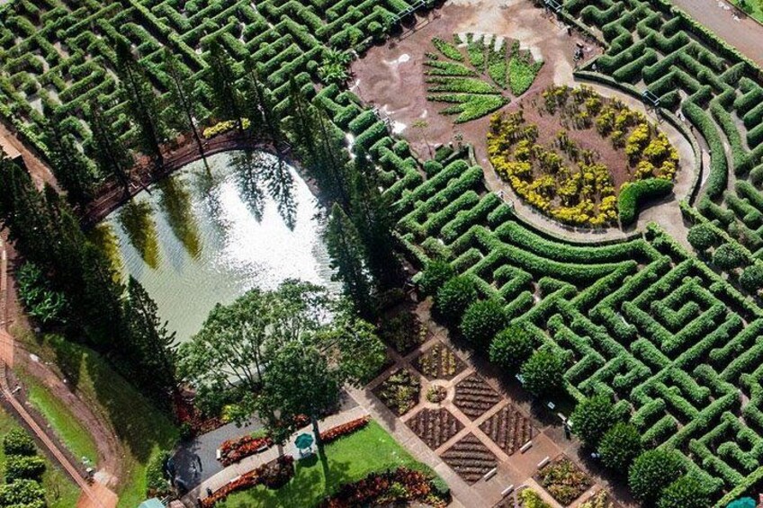 Dole Maze 1